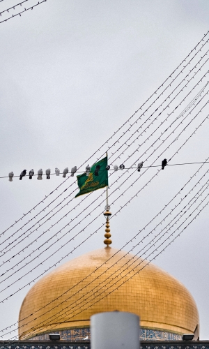 حرم الإمام الرضا عليه السلام