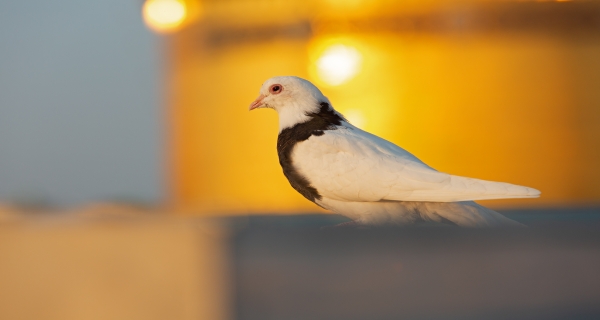 يا فاطمة المعصومة