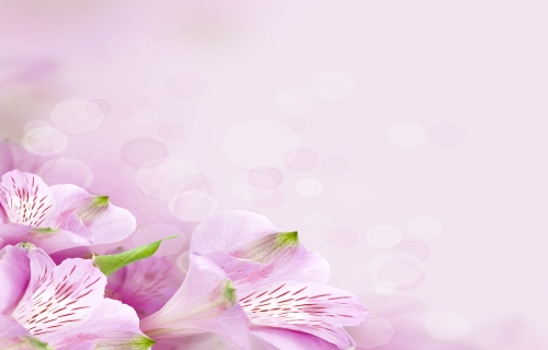 زهور