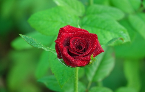 زهور