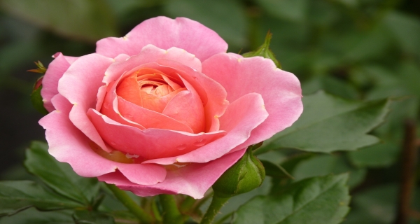 زهور