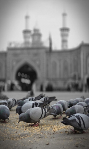 لذت يمك مثل طير لكيت ابابك الخير