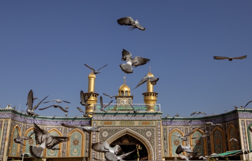 طيور صحن المولى أبي الفضل العباس عليه السلام 